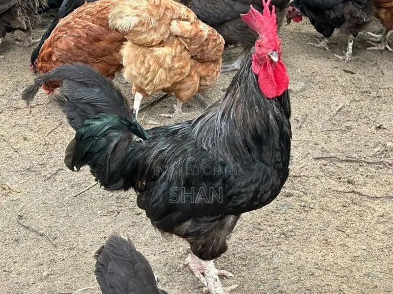 ගම් කුකුළන්
