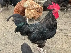 ගම් කුකුළන්