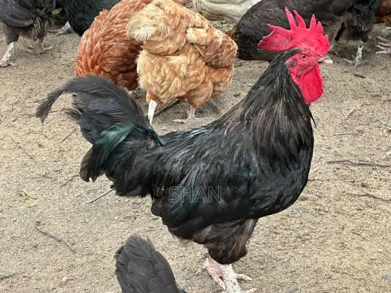 ගම් කුකුළන්