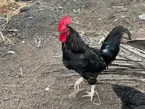 ගම් කුකුළන්
