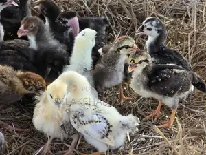 நாட்டுக்கோழிக் குஞ்சுகள்