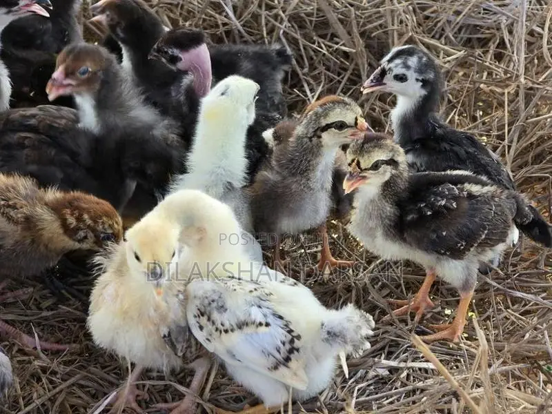 நாட்டுக்கோழிக் குஞ்சுகள்
