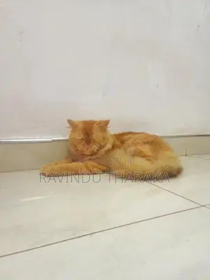 Persian Ginger Male Cat