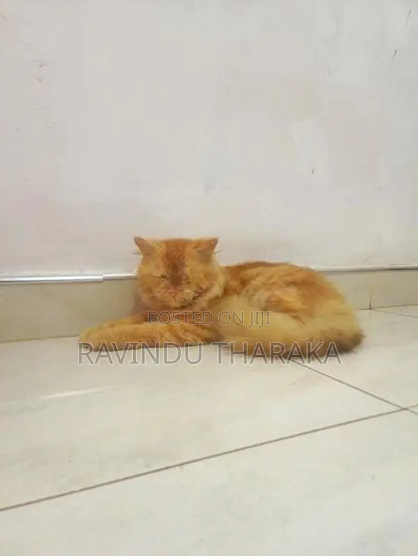 Persian Ginger Male Cat