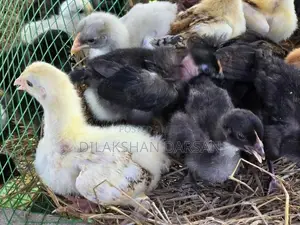 நாட்டுக்கோழிக் குஞ்சுகள்