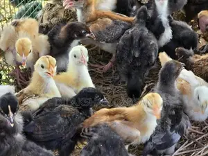 நாட்டுக்கோழிக் குஞ்சுகள்