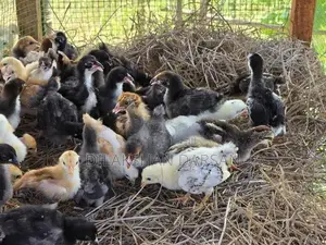நாட்டுக்கோழிக் குஞ்சுகள்