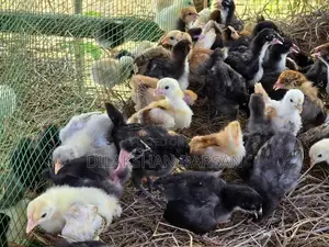 நாட்டுக்கோழிக் குஞ்சுகள்