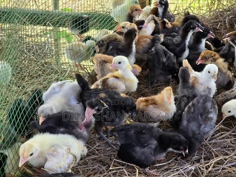 நாட்டுக்கோழிக் குஞ்சுகள்