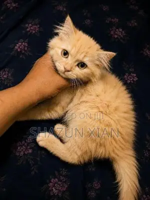 Ginger Persian Kitten