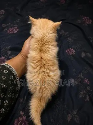 Ginger Persian Kitten