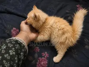Ginger Persian Kitten