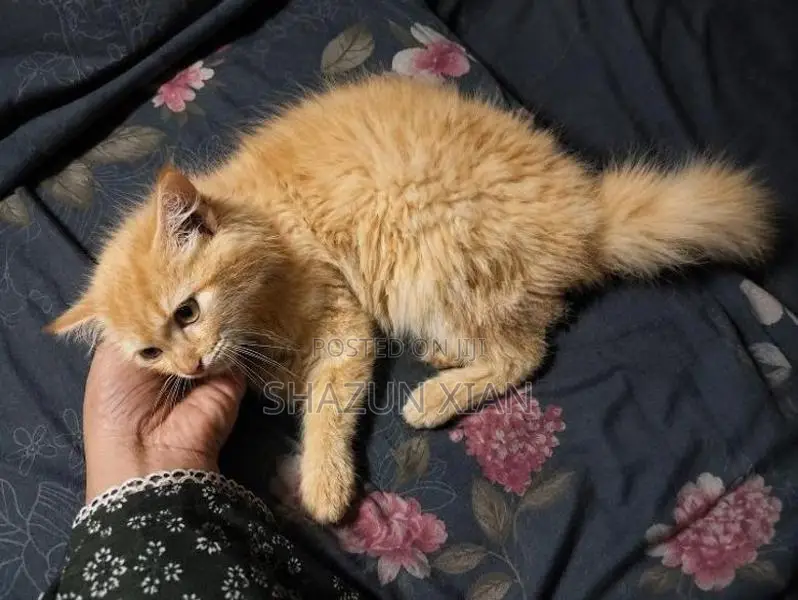 Ginger Persian Kitten