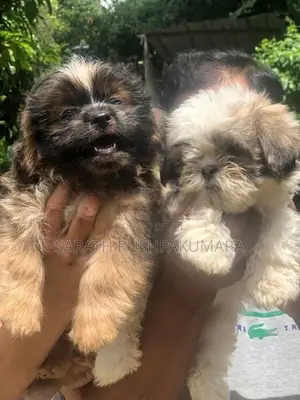 Shih Tzu Puppy