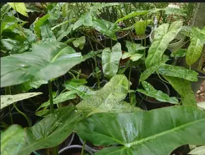ෆිලෝඩෙන්ඩ්‍රන් පැල