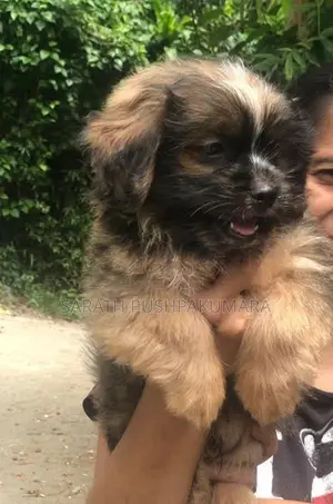Shih Tzu Puppy