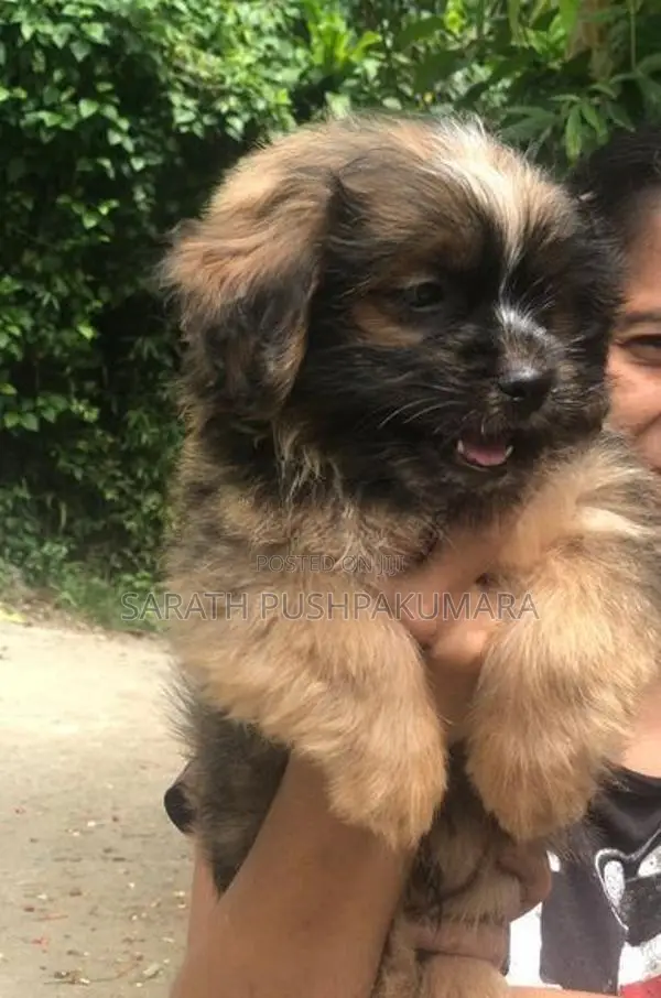 Shih Tzu Puppy