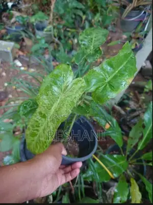 ෆිලෝඩෙන්ඩ්‍රන් පැල