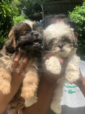 Shih Tzu Puppy