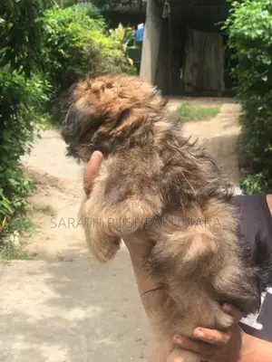 Shih Tzu Puppy