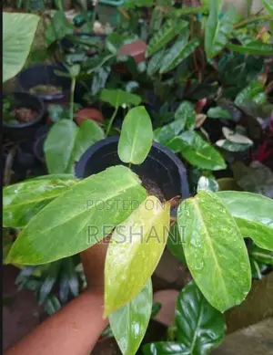 Philodendron පැල