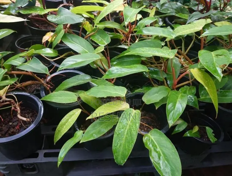 Philodendron පැල