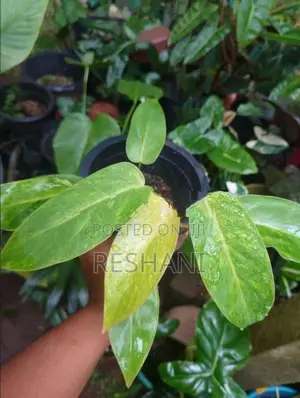Philodendron පැල