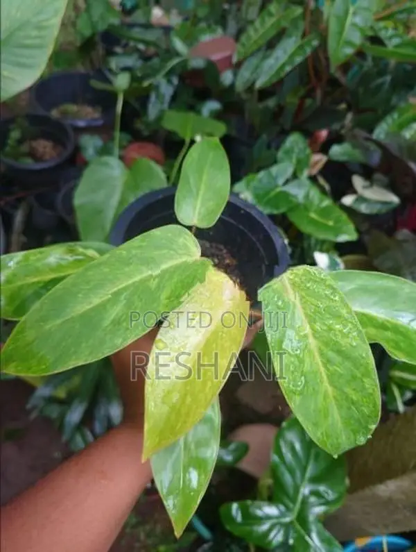Philodendron පැල