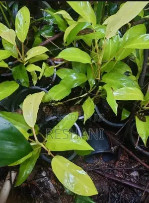 දීප්තිමත් Philodendron 'Lemon Lime' පැල විකිණීමට ඇත!