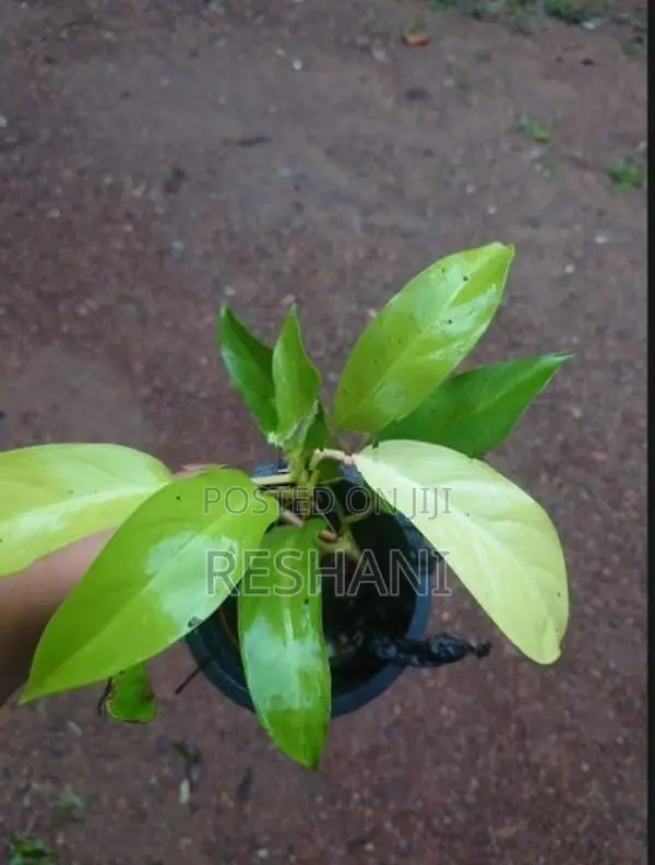 දීප්තිමත් Philodendron 'Lemon Lime' පැල විකිණීමට ඇත!