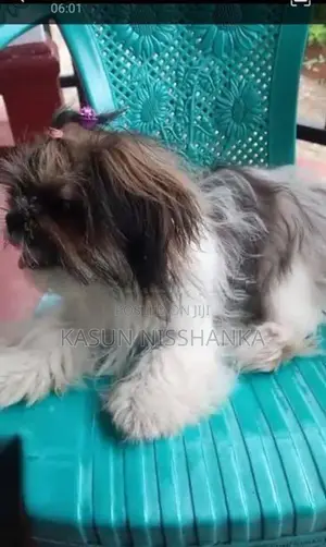 Shih Tzu Puppy