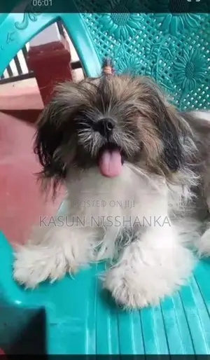 Shih Tzu Puppy