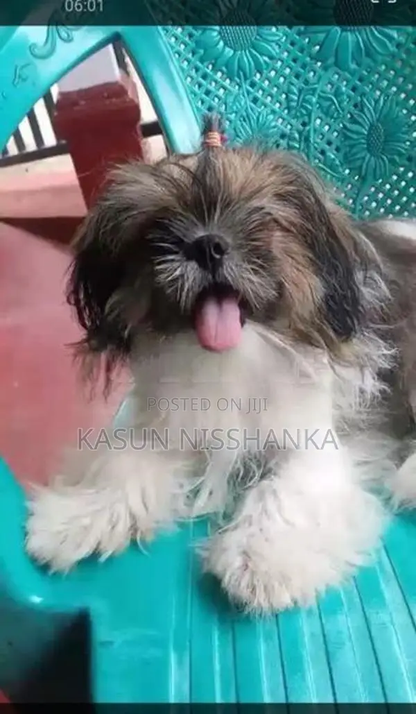 Shih Tzu Puppy