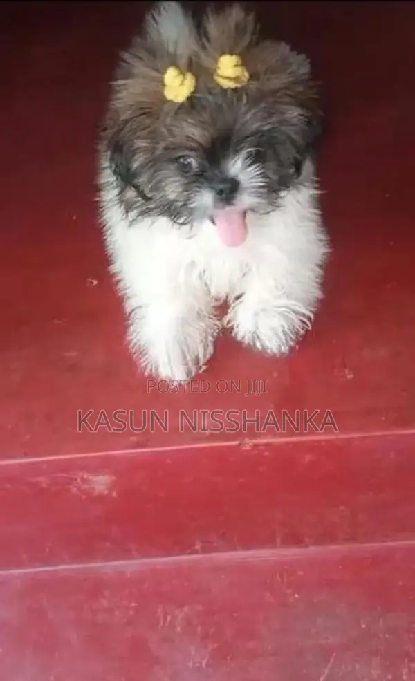 Shih Tzu Puppy