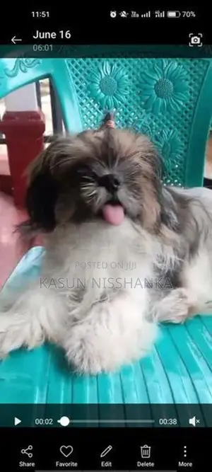 Shih Tzu Puppy