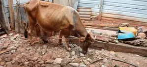 Milk Cow