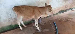 Milk Cow