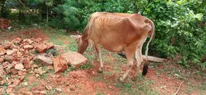 Milk Cow