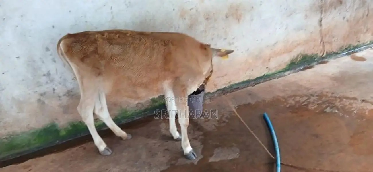 Milk Cow
