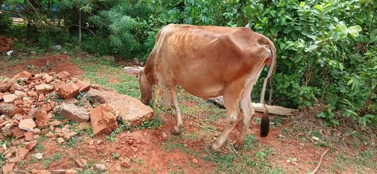 Milk Cow