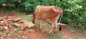 Milk Cow