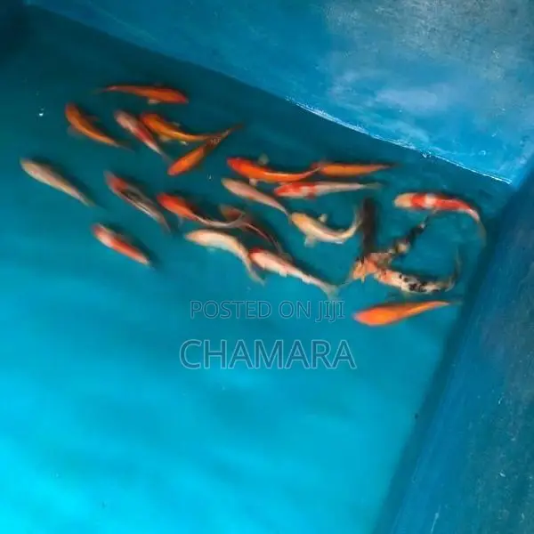 Carp fish