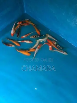 Carp fish