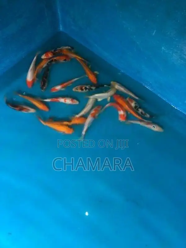 Carp fish