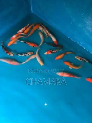Carp fish