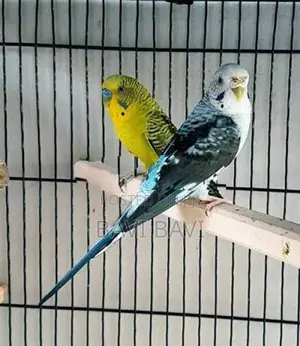 Love Birds