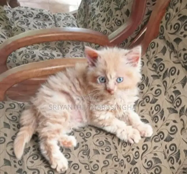 Persian cats