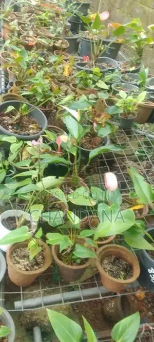 Anthurium Plants