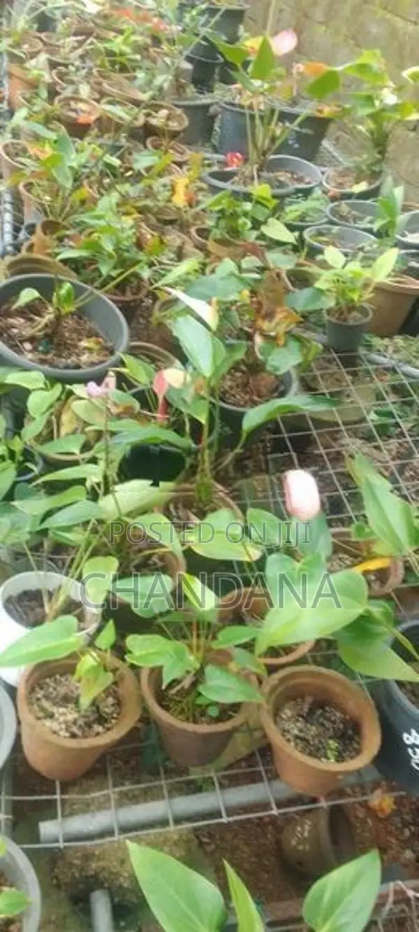Anthurium Plants