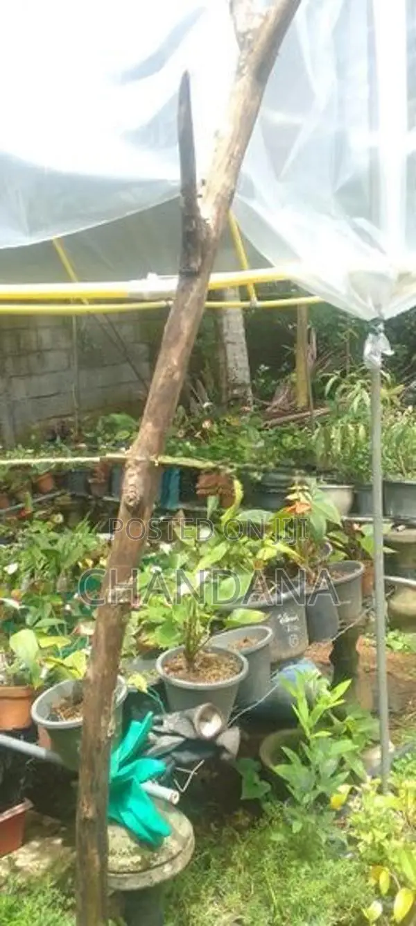Anthurium Plants
